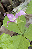 Large-Flowered Trillium