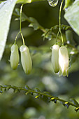 Solomon's Seal