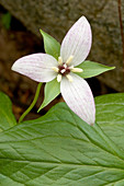 Red Trillium or Wake-robin (Trillium erectum)