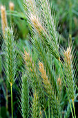 Blue Grama Grass (Bouteloua gracilis)