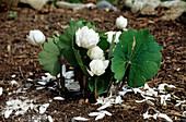 Blood Root (Sanguinaria canadensis)