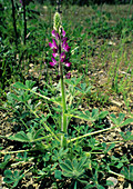 Stinging Lupine