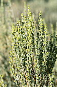 Big Sagebrush (Artemisia tridentata)