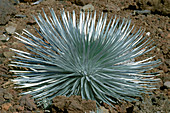 Silversword Plant