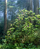 Rhododendron tree