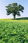 Oak Tree in Field,Minnesota