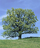 Oak Tree (Quercus robur)