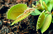 Venus flytrap