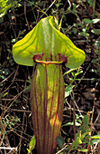 Purple pitcher plant