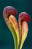 Parrot Pitcher Plant