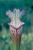 White-topped Pitcher Plant