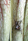 Spider Trapped in Pitcher Plant
