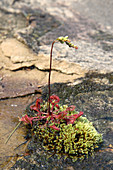 Sundew (Drosera rotundifolia)