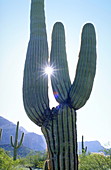 Saguaro cactus