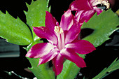 Christmas cactus flower