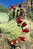 Prickly Pear Cactus