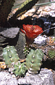 Thornless form of the Claret Cup cactus