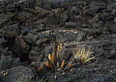 Lava Cactus