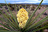 Torrey Yucca in the Chisos Mountains