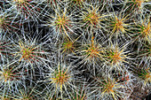 Strawberry Pitaya Cactus