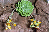 'Echeveria,a succulent plant'