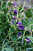 Wild Indigo (Baptisia tinctoria)