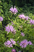 Pink Horsemint