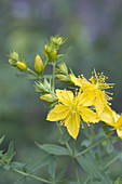 Common St. Johnswort