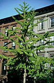 Ginkgo tree on urban street