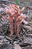 Clustered Broomrape