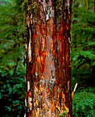 Pacific yew tree trunk (Taxus brevifolia)