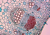 Cross section through a Helianthus stem
