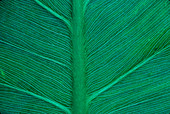 Green arrow leaf