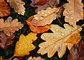 Autumn colours of fallen leaves