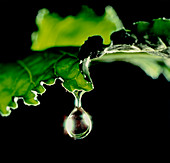 Water drop on leaf