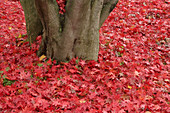 Japanese Red Maple Leaves