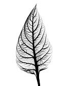 X-ray of Celosia leaf