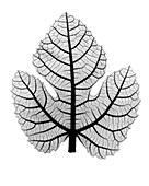 X-ray of fig leaf