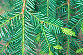 Needles of the Pacific Yew