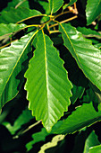 Chestnut Oak Leaf