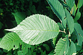 American elm leaf