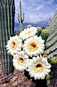 Saguaro Cactus Flowers (Cereus gigantes)