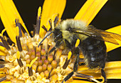 Bumblebee on ligularia flower