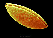 Lily of the Valley pollen