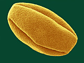 SEM of Caster Bean Pollen