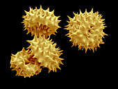 SEM of Jerusalem Artichoke Pollen