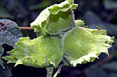 Hazelnut Seeds (Corylus)