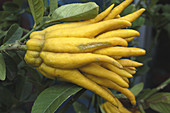 Buddhas Hand,also known as the Fingered Citron