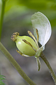 Mayapple