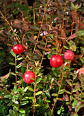Large Cranberry